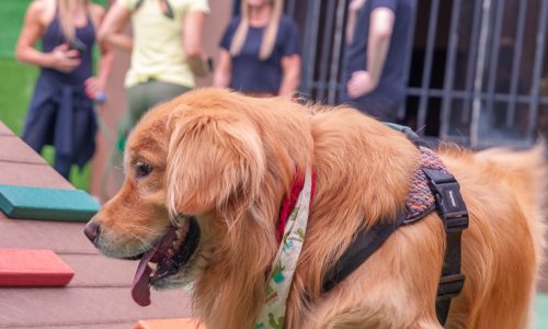 Alex - @carlinhafons