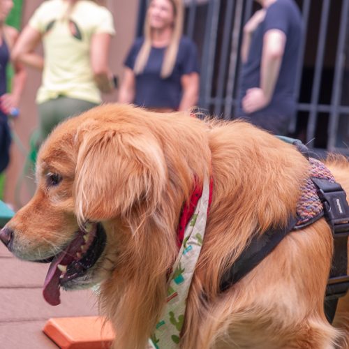 Alex - @carlinhafons