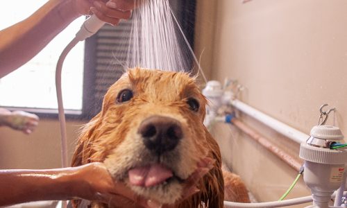 Alex - Carla- @carlinhafons