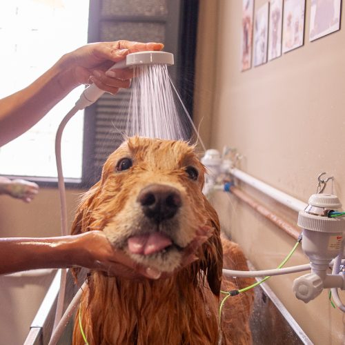 Alex - Carla- @carlinhafons