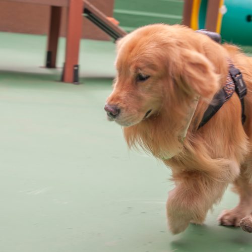 Alex - carla @carlinhafons