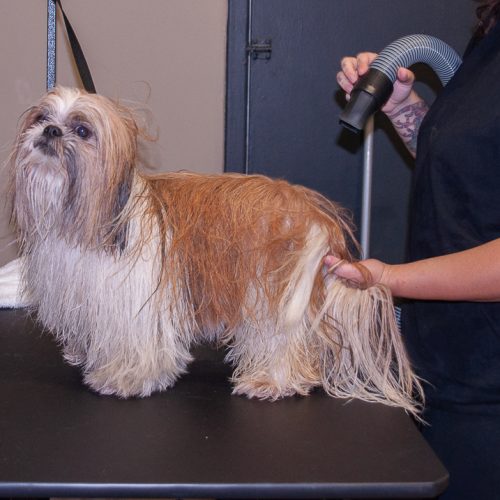 Nina - Cinthya @cinthyafons